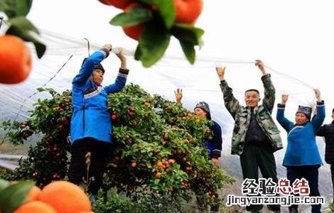 橙子抗冻吗 橙子的防寒抗冻技术