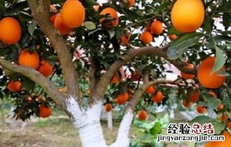 橙子抗冻吗 橙子的防寒抗冻技术