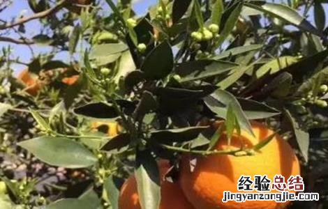 橙子种植需要什么条件 橙子的种植注意事项