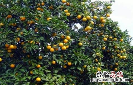 橙子种植需要什么条件 橙子的种植注意事项