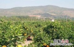 橙子种植需要什么条件 橙子的种植注意事项