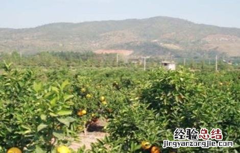 橙子种植需要什么条件 橙子的种植注意事项