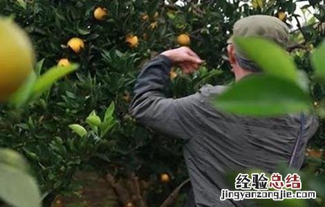 橙子种植需要什么条件 橙子的种植注意事项