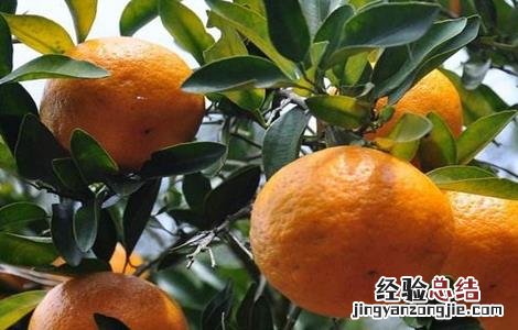 椪柑怎么种植 椪柑怎么种
