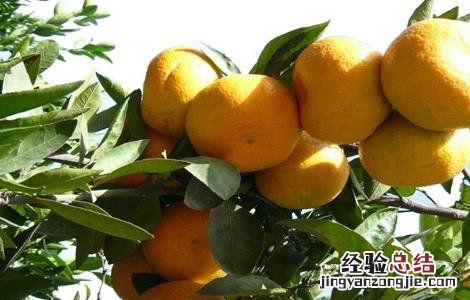 椪柑怎么种植 椪柑怎么种