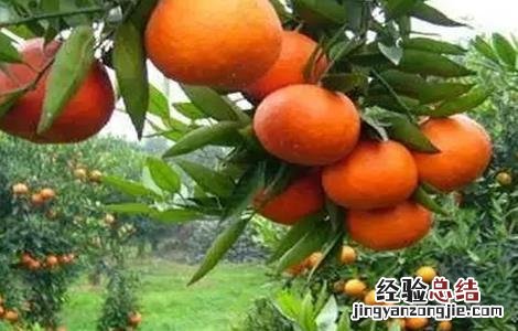 椪柑怎么种植 椪柑怎么种