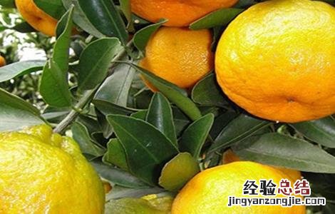 椪柑怎么种植 椪柑怎么种