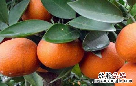 椪柑怎么种植 椪柑怎么种