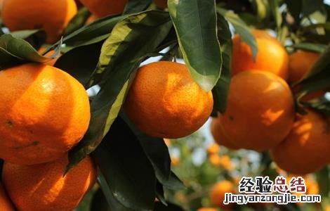 椪柑怎么种植 椪柑怎么种