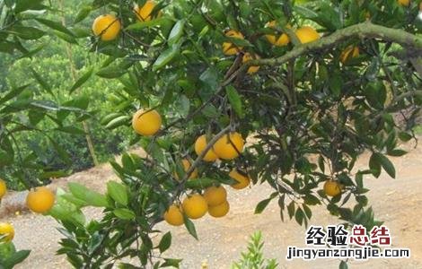 冰糖橙栽培技术视频百度网盘 冰糖橙的栽培技术