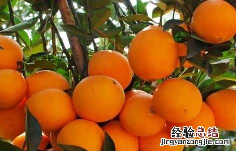 冰糖橙栽培技术视频百度网盘 冰糖橙的栽培技术