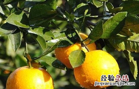 冰糖橙栽培技术视频百度网盘 冰糖橙的栽培技术