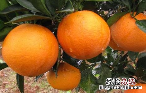 冰糖橙栽培技术视频百度网盘 冰糖橙的栽培技术