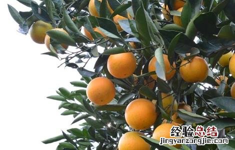 冰糖橙栽培技术视频百度网盘 冰糖橙的栽培技术
