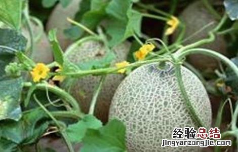 哈密瓜的种植注意事项 哈密瓜的种植注意事项有哪些