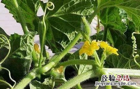 哈密瓜的种植注意事项 哈密瓜的种植注意事项有哪些