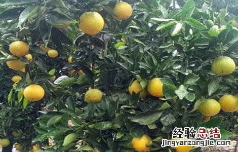 橙树施肥方法 橙子树的施肥技术