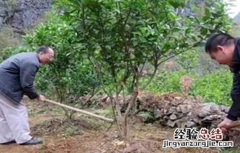 橙树施肥方法 橙子树的施肥技术