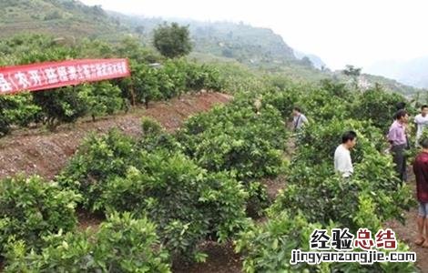 橙树施肥方法 橙子树的施肥技术