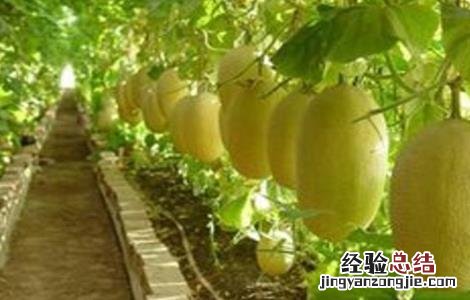 哈密瓜的种植技术 哈密瓜的种植技术与栽培