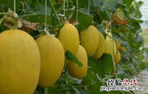 哈密瓜的种植技术 哈密瓜的种植技术与栽培