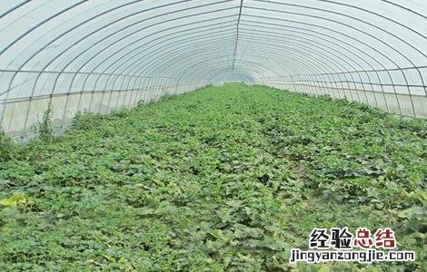 哈密瓜的种植技术 哈密瓜的种植技术与栽培