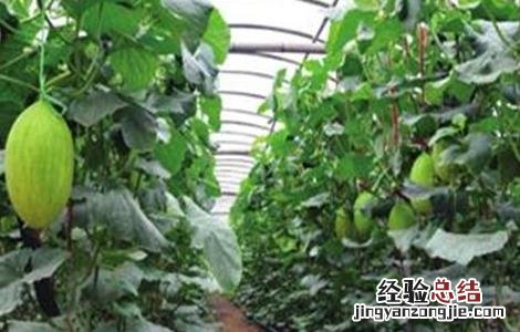 哈密瓜的种植技术 哈密瓜的种植技术与栽培