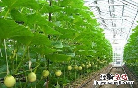 哈密瓜的种植技术 哈密瓜的种植技术与栽培