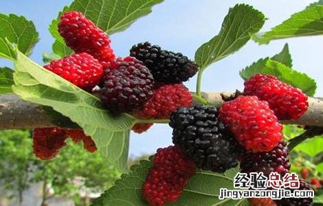 桑葚人工栽培 桑葚的种植管理技术