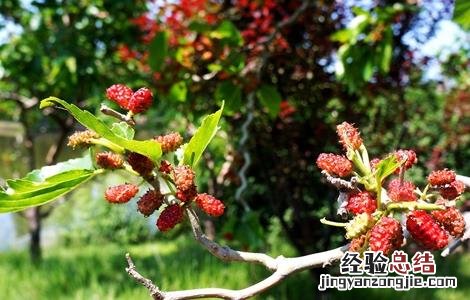 桑葚人工栽培 桑葚的种植管理技术