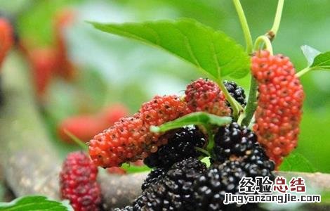 桑葚人工栽培 桑葚的种植管理技术