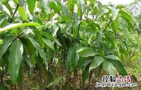 芒果的种子育苗技术 芒果种子育苗方法