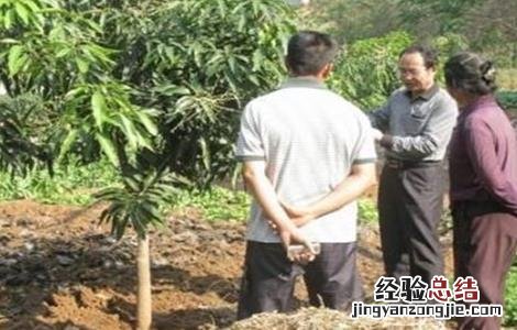 芒果的种子育苗技术 芒果种子育苗方法