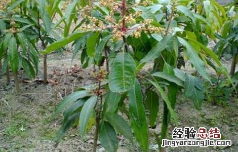芒果的种子育苗技术 芒果种子育苗方法