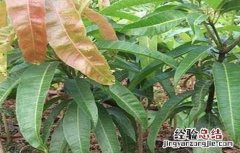 芒果的种子育苗技术 芒果种子育苗方法