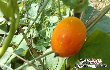 红参果的种植技术 红果参的种植方法