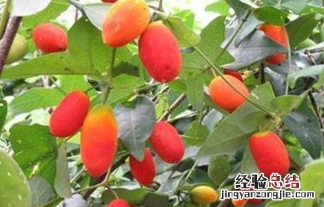 红参果的种植技术 红果参的种植方法