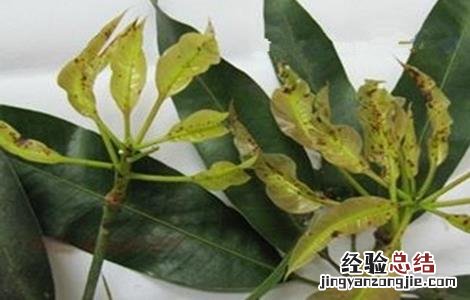 芒果主要病虫害及防治方法 芒果常见病虫害的防治方法