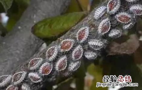 芒果主要病虫害及防治方法 芒果常见病虫害的防治方法