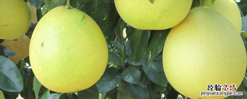 文旦与柚子是不是有区别的 柚子和文旦有什么区别