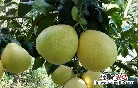 种植红肉蜜柚的管理要点是什么 种植红肉蜜柚的管理要点