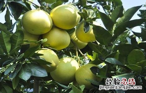 种植红肉蜜柚的管理要点是什么 种植红肉蜜柚的管理要点