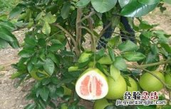 种植红肉蜜柚的管理要点是什么 种植红肉蜜柚的管理要点
