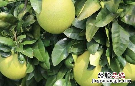 红肉蜜柚种植技术与管理 红肉蜜柚种植技术