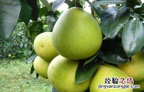 红肉蜜柚种植技术与管理 红肉蜜柚种植技术