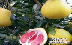 红肉蜜柚种植技术与管理 红肉蜜柚种植技术
