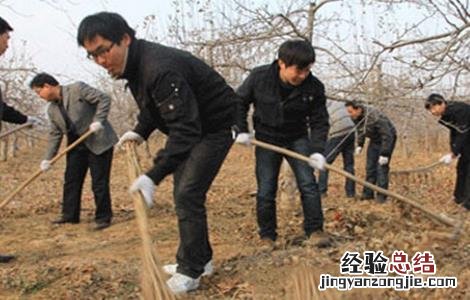 苹果树越冬防寒措施 苹果树越冬防寒措施视频