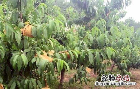 桃子的套袋技术 桃子的套袋技术是什么