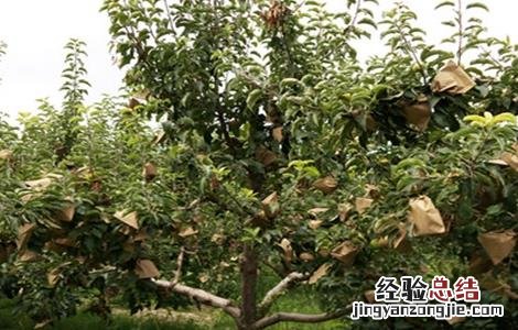 桃子的套袋技术 桃子的套袋技术是什么