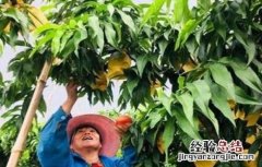 桃子的套袋技术 桃子的套袋技术是什么